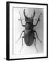 Stag Beetle-null-Framed Photographic Print