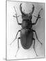 Stag Beetle-null-Mounted Photographic Print