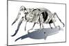 Stag Beetle-HR-FM-Mounted Art Print