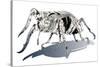 Stag Beetle-HR-FM-Stretched Canvas