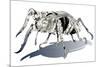 Stag Beetle-HR-FM-Mounted Art Print