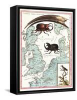 Stag Beetles Crawling Over Map, 18th Century-Science Source-Framed Stretched Canvas