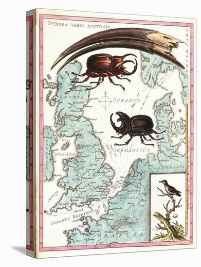 Stag Beetles Crawling Over Map, 18th Century-Science Source-Stretched Canvas