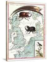 Stag Beetles Crawling Over Map, 18th Century-Science Source-Stretched Canvas