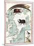 Stag Beetles Crawling Over Map, 18th Century-Science Source-Mounted Giclee Print