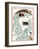 Stag Beetles Crawling Over Map, 18th Century-Science Source-Framed Giclee Print