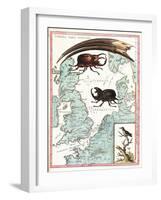 Stag Beetles Crawling Over Map, 18th Century-Science Source-Framed Giclee Print