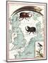 Stag Beetles Crawling Over Map, 18th Century-Science Source-Mounted Giclee Print