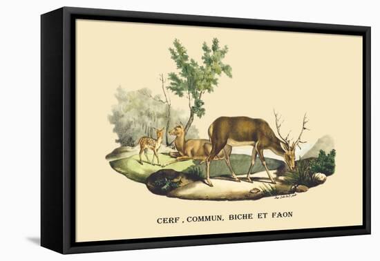 Stag, Doe and Fawn-E.f. Noel-Framed Stretched Canvas
