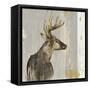 Stag II-Aimee Wilson-Framed Stretched Canvas