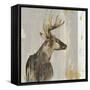 Stag II-Aimee Wilson-Framed Stretched Canvas