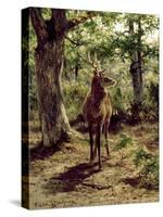 Stag on Alert in Wooded Clearing-Rosa Bonheur-Stretched Canvas