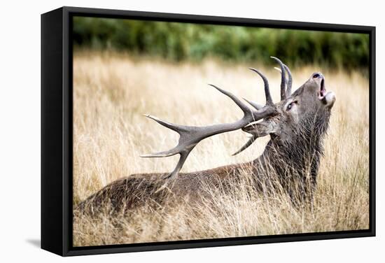Stag or Hart, the Male Red Deer in the Wild-Mohana AntonMeryl-Framed Stretched Canvas