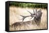 Stag or Hart, the Male Red Deer in the Wild-Mohana AntonMeryl-Framed Stretched Canvas