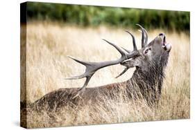 Stag or Hart, the Male Red Deer in the Wild-Mohana AntonMeryl-Stretched Canvas