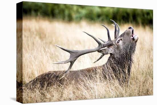 Stag or Hart, the Male Red Deer in the Wild-Mohana AntonMeryl-Stretched Canvas