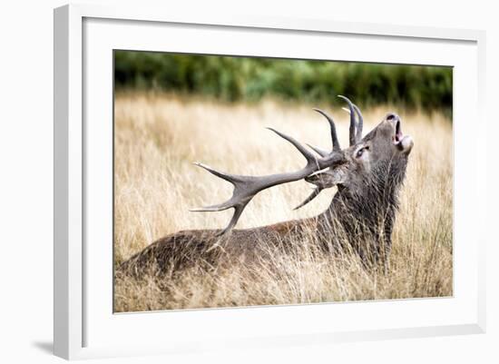 Stag or Hart, the Male Red Deer in the Wild-Mohana AntonMeryl-Framed Photographic Print