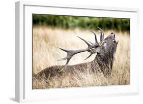 Stag or Hart, the Male Red Deer in the Wild-Mohana AntonMeryl-Framed Photographic Print
