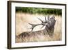 Stag or Hart, the Male Red Deer in the Wild-Mohana AntonMeryl-Framed Photographic Print