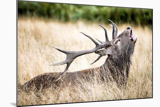 Stag or Hart, the Male Red Deer in the Wild-Mohana AntonMeryl-Mounted Photographic Print