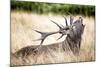 Stag or Hart, the Male Red Deer in the Wild-Mohana AntonMeryl-Mounted Photographic Print