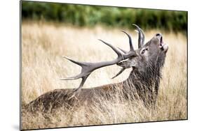 Stag or Hart, the Male Red Deer in the Wild-Mohana AntonMeryl-Mounted Photographic Print