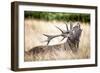 Stag or Hart, the Male Red Deer in the Wild-Mohana AntonMeryl-Framed Photographic Print