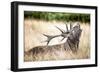 Stag or Hart, the Male Red Deer in the Wild-Mohana AntonMeryl-Framed Photographic Print