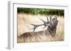 Stag or Hart, the Male Red Deer in the Wild-Mohana AntonMeryl-Framed Photographic Print