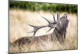 Stag or Hart, the Male Red Deer in the Wild-Mohana AntonMeryl-Mounted Photographic Print