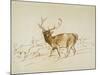 Stag (Pen & Brown Ink & Brown Wash on Cream Wove Paper)-Edwin Landseer-Mounted Giclee Print