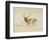 Stag (Pen & Brown Ink & Brown Wash on Cream Wove Paper)-Edwin Landseer-Framed Giclee Print