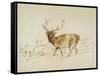 Stag (Pen & Brown Ink & Brown Wash on Cream Wove Paper)-Edwin Landseer-Framed Stretched Canvas