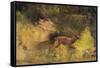 Stag Running Through a Wood, c.1865-Gustave Courbet-Framed Stretched Canvas