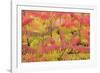 Stag'S-Horn Sumac Leaves Showing Autumn Colour-null-Framed Photographic Print