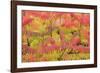 Stag'S-Horn Sumac Leaves Showing Autumn Colour-null-Framed Photographic Print