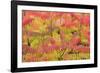 Stag'S-Horn Sumac Leaves Showing Autumn Colour-null-Framed Photographic Print