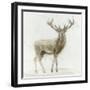 Stag v.2-James Wiens-Framed Art Print