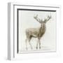 Stag v.2-James Wiens-Framed Art Print