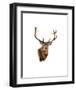 Stag White Background-Sarah Stribbling-Framed Art Print