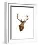 Stag White Background-Sarah Stribbling-Framed Art Print