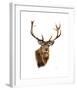 Stag White Background-Sarah Stribbling-Framed Art Print