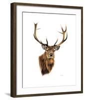 Stag White Background-Sarah Stribbling-Framed Art Print