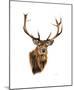 Stag White Background-Sarah Stribbling-Mounted Art Print