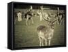 Stag with Herd of Deer in Phoenix Park, Dublin, Republic of Ireland, Europe-Ian Egner-Framed Stretched Canvas