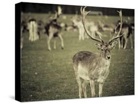 Stag with Herd of Deer in Phoenix Park, Dublin, Republic of Ireland, Europe-Ian Egner-Stretched Canvas