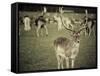 Stag with Herd of Deer in Phoenix Park, Dublin, Republic of Ireland, Europe-Ian Egner-Framed Stretched Canvas