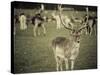 Stag with Herd of Deer in Phoenix Park, Dublin, Republic of Ireland, Europe-Ian Egner-Stretched Canvas