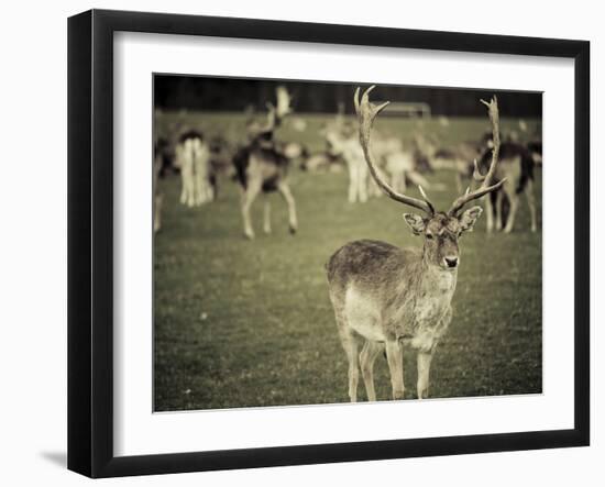 Stag with Herd of Deer in Phoenix Park, Dublin, Republic of Ireland, Europe-Ian Egner-Framed Photographic Print