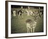 Stag with Herd of Deer in Phoenix Park, Dublin, Republic of Ireland, Europe-Ian Egner-Framed Photographic Print